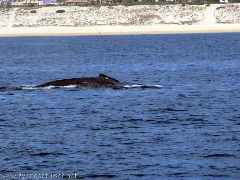 Humpback Whale, Cabo San Lucas