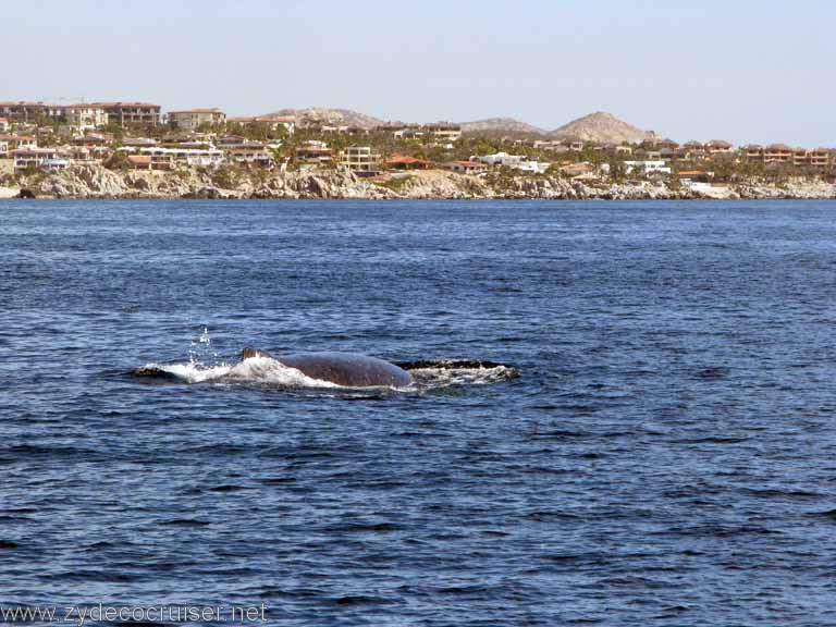 Humpback Whale, Cabo San Lucas