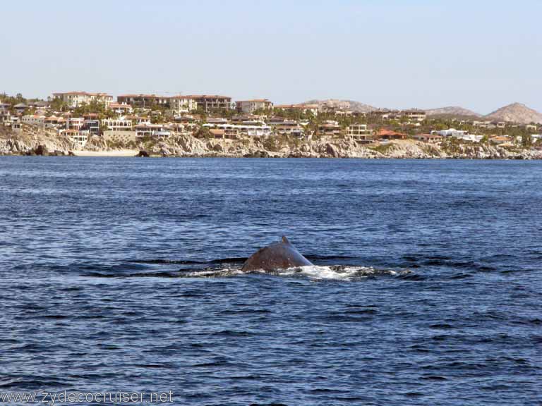 Humpback Whale, Cabo San Lucas