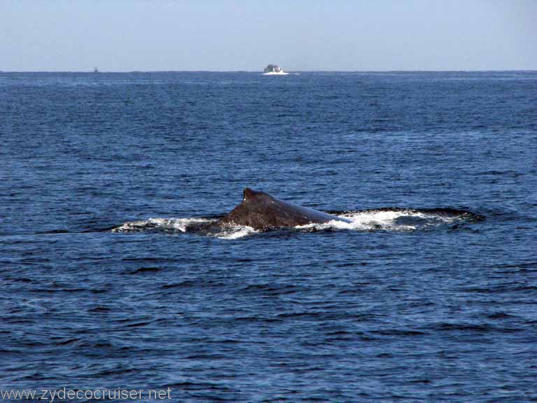 Humpback Whale, Cabo San Lucas