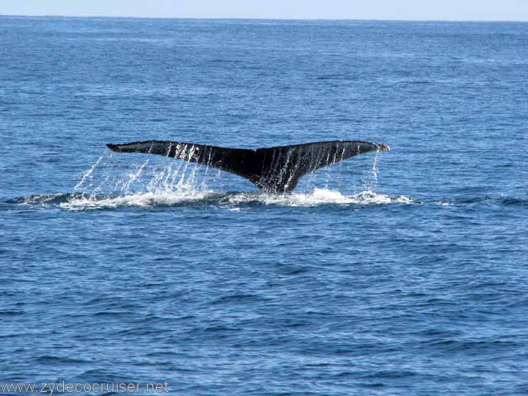 Humpback Whale Fluke, Cabo San Lucas