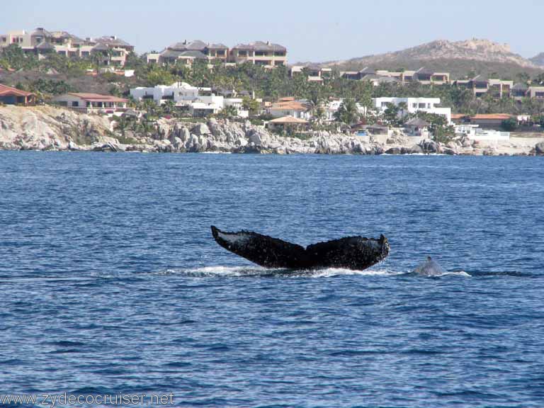 Humpback Whale Fluke, Cabo San Lucas