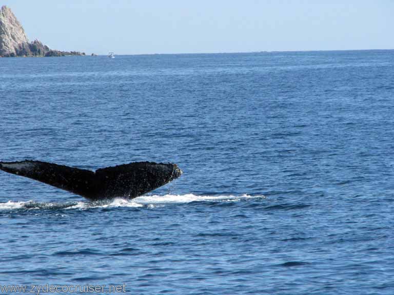 Humpback Whale Fluke, Cabo San Lucas