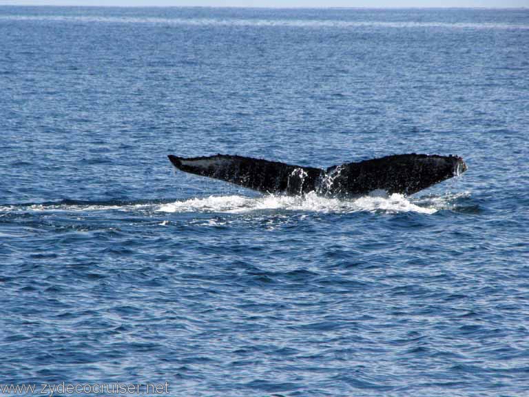 Humpback Whale Fluke, Cabo San Lucas