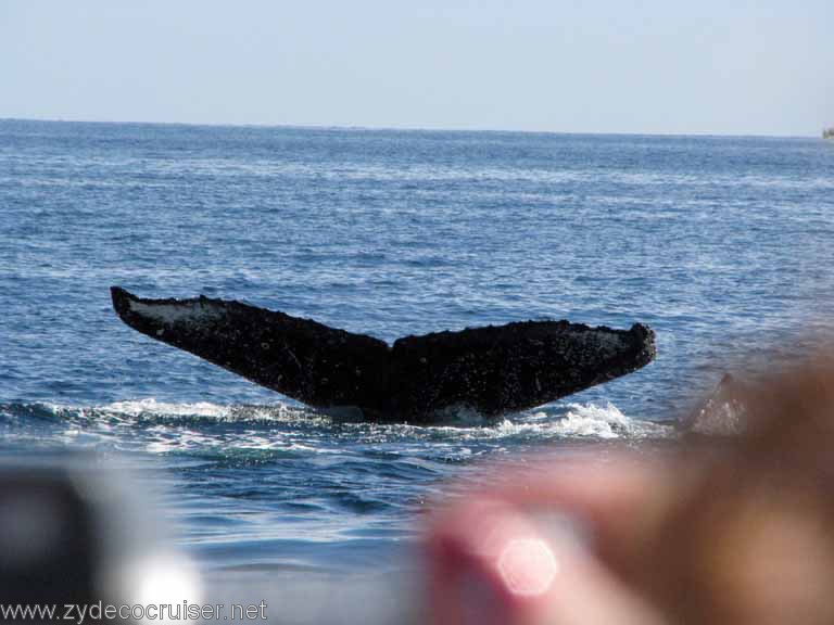 Humpback Whale Fluke, Cabo San Lucas