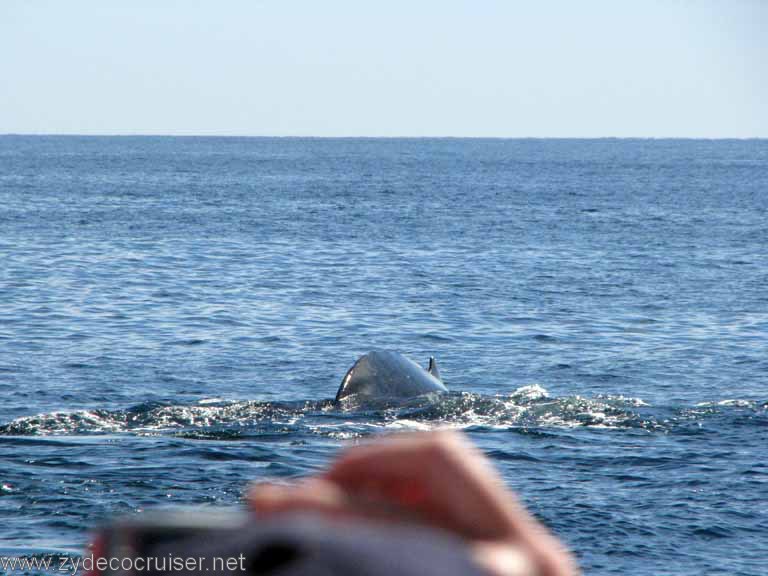 Humpback Whale, Cabo San Lucas