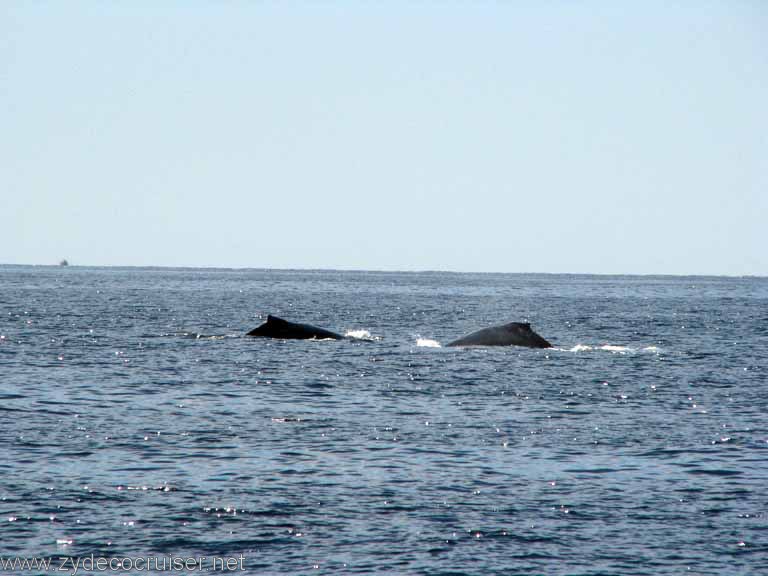 Dos Humpback Whales, Cabo San Lucas