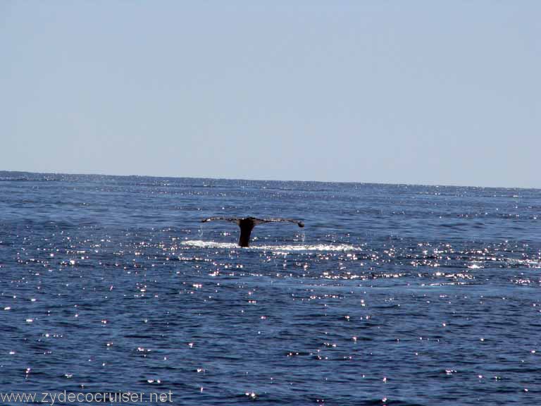 Humpback Whale Fluke, Cabo San Lucas