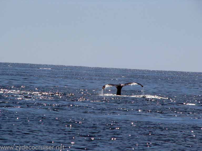 Humpback Whale Fluke, Cabo San Lucas