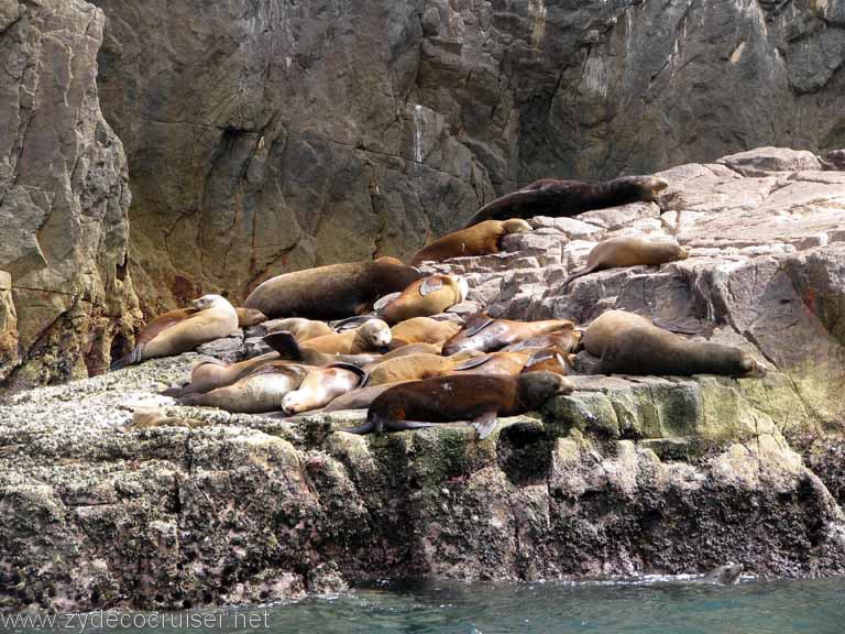 Sea Lion Colony, Cabo San Lucas