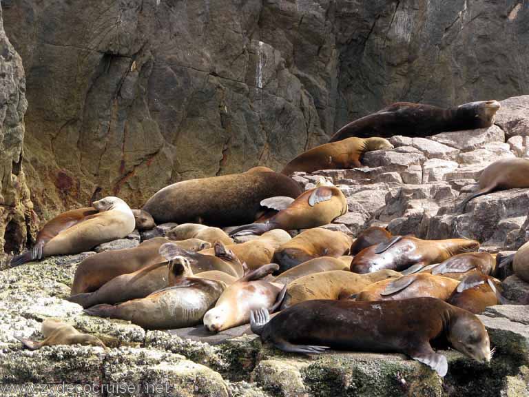 Sea Lion Colony, Cabo San Lucas