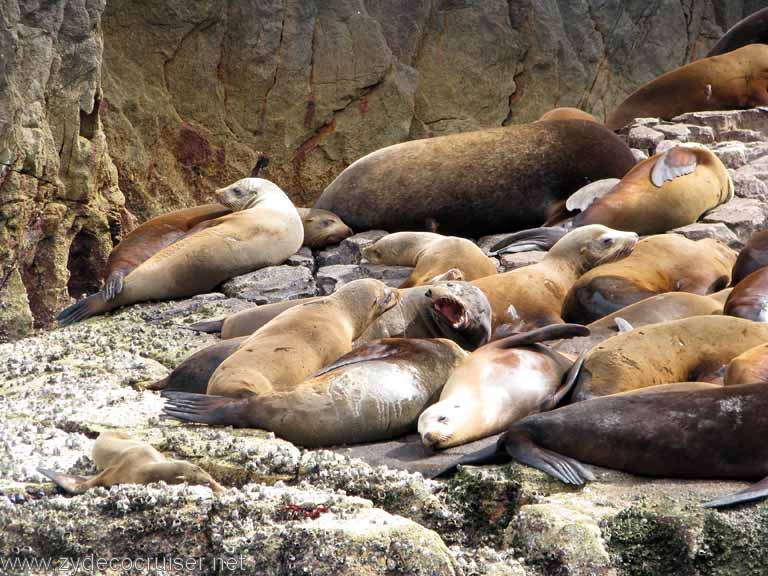 Sea Lion Colony, Cabo San Lucas