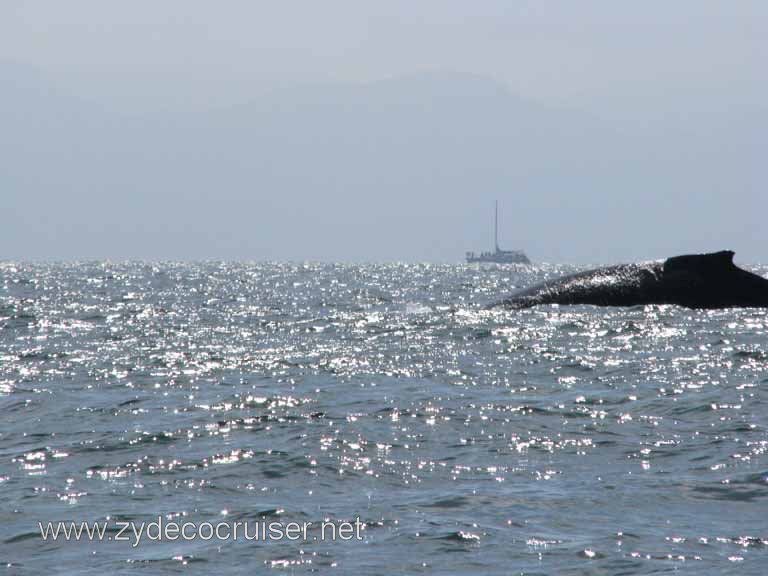 Humpback Whale, Puerto Vallarta