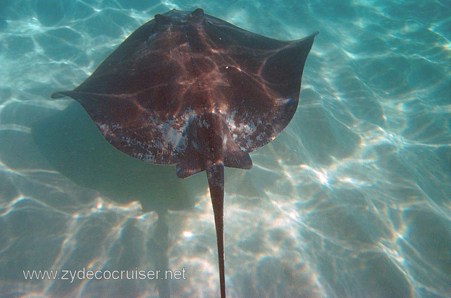 Stingray Sandbar, Grand Cayman, 2001