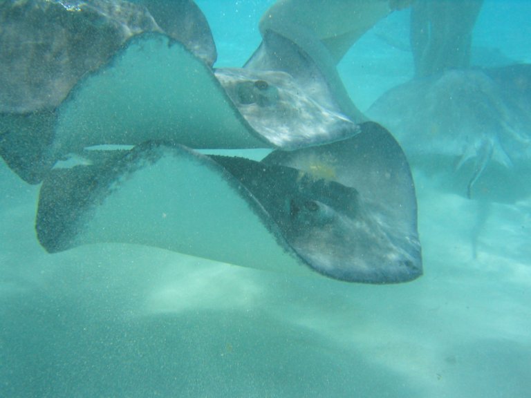 Stingray Sandbar, Grand Cayman, Nov, 2004