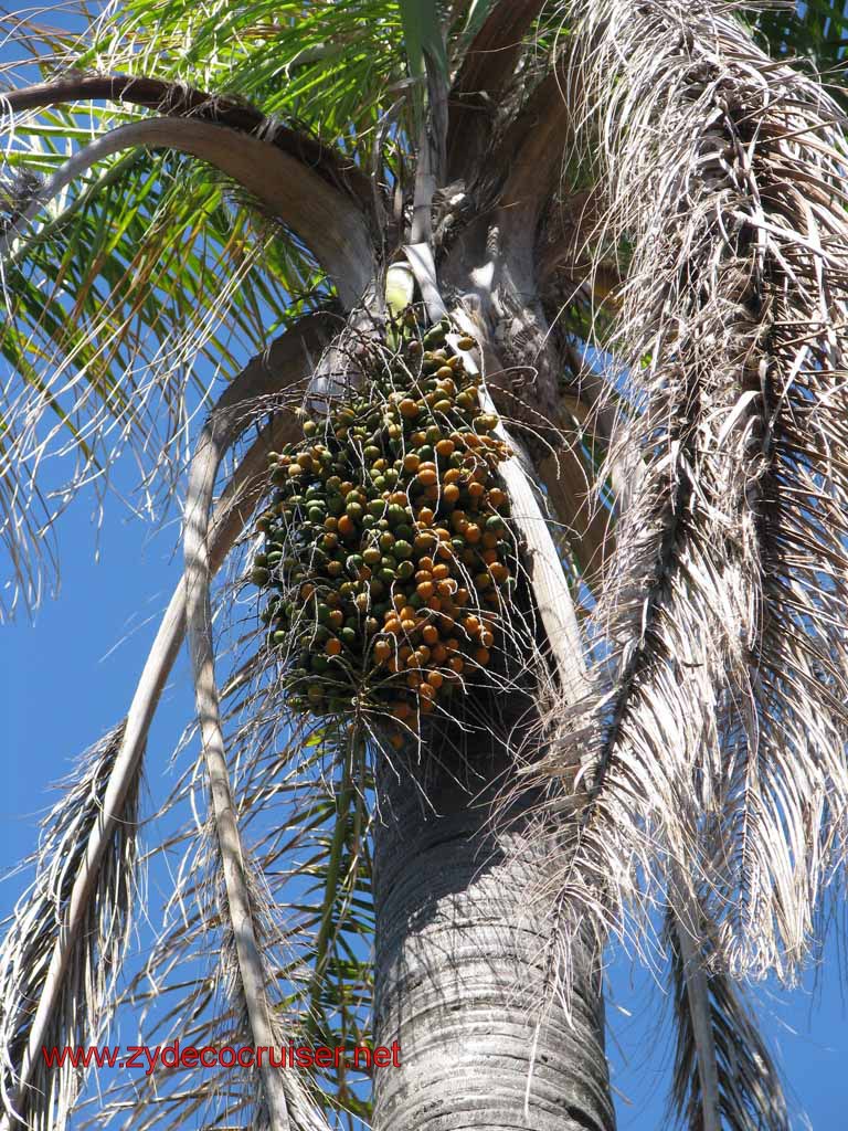 117: Carnival Splendor, Montevideo - Palm Tree