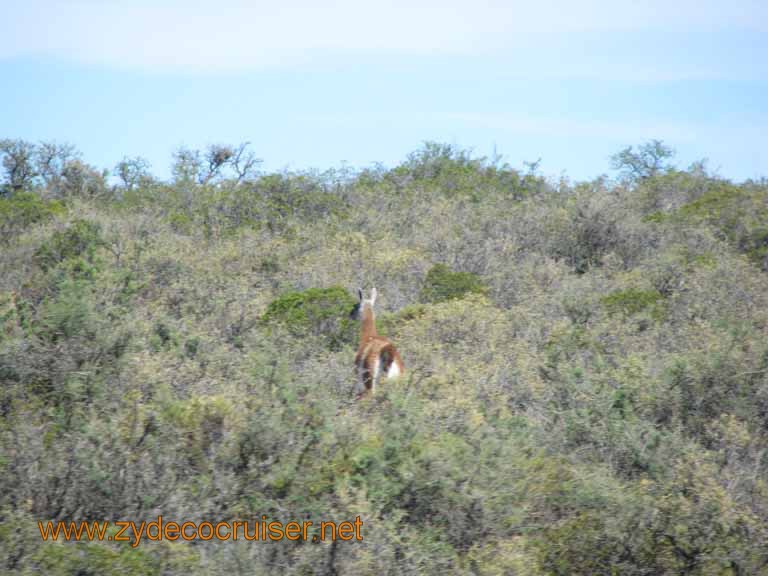 045: Carnival Splendor, Puerto Madryn, Penguins Paradise, Punta Tombo Tour - Guanaco