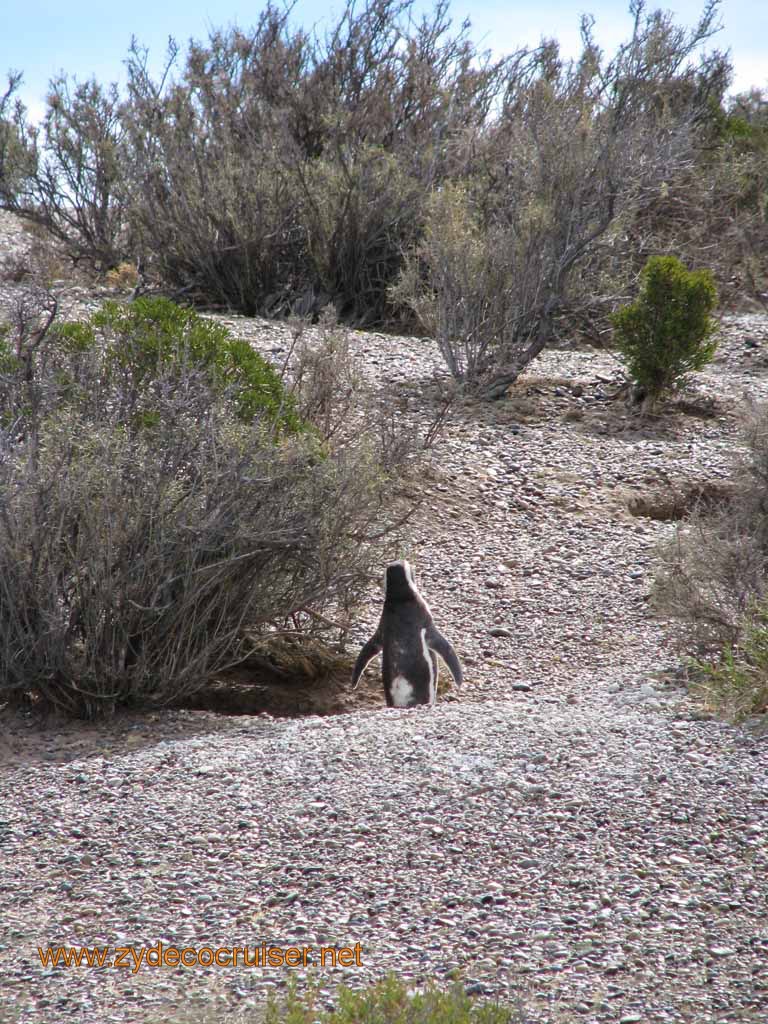 056: Carnival Splendor, Puerto Madryn, Penguins Paradise, Punta Tombo Tour - Magellanic penguin