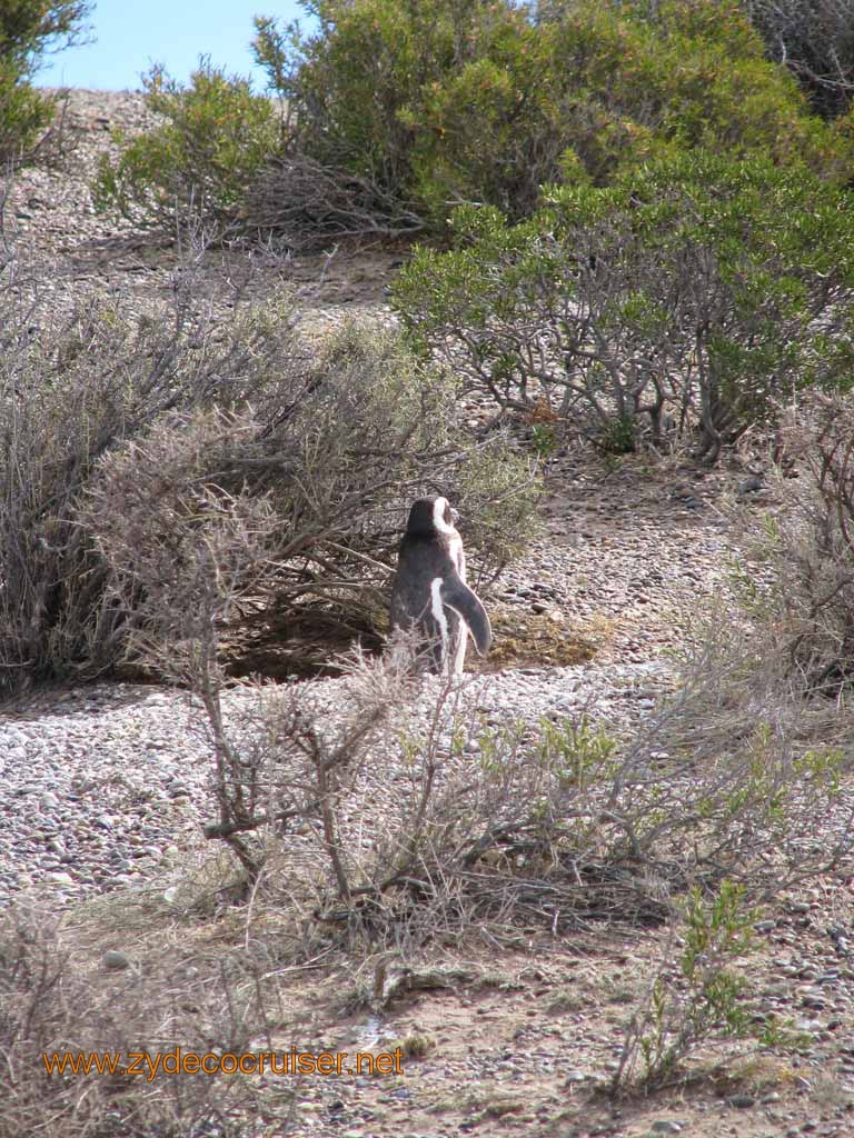 058: Carnival Splendor, Puerto Madryn, Penguins Paradise, Punta Tombo Tour - Magellanic penguin