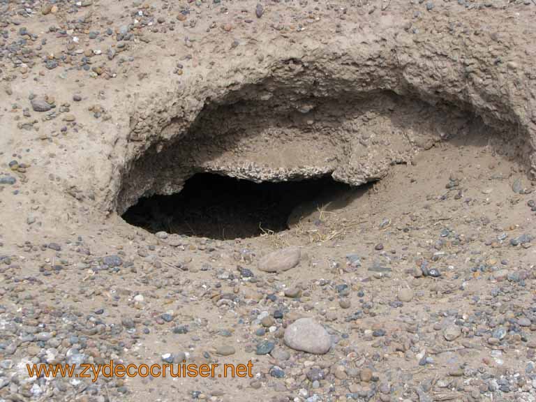 063: Carnival Splendor, Puerto Madryn, Penguins Paradise, Punta Tombo Tour - Magellanic penguin burrow