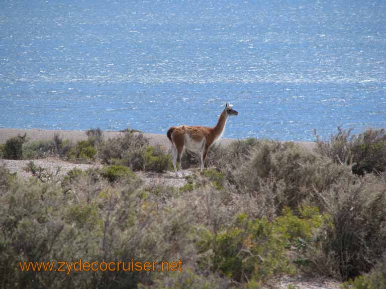 072: Carnival Splendor, Puerto Madryn, Penguins Paradise, Punta Tombo Tour - Guanaco