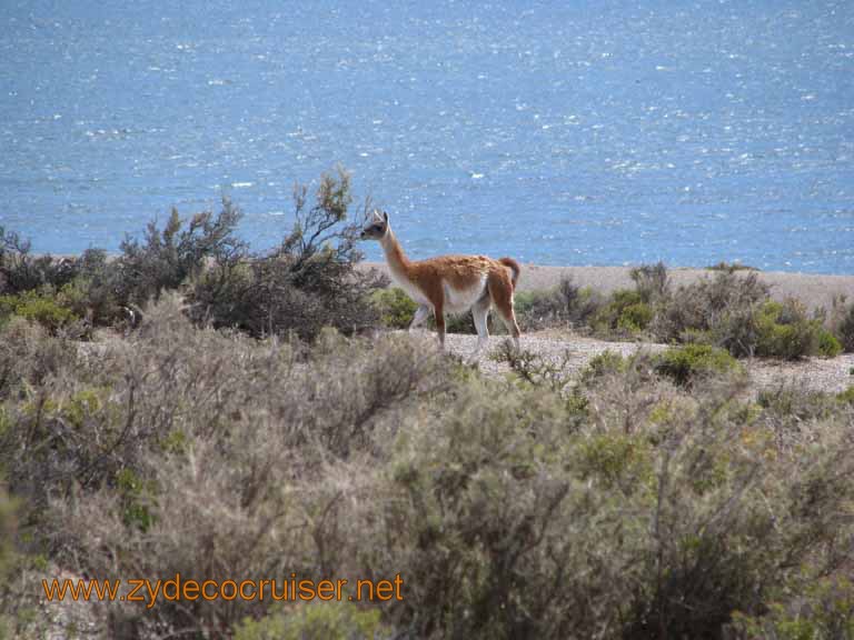 073: Carnival Splendor, Puerto Madryn, Penguins Paradise, Punta Tombo Tour - Guanaco