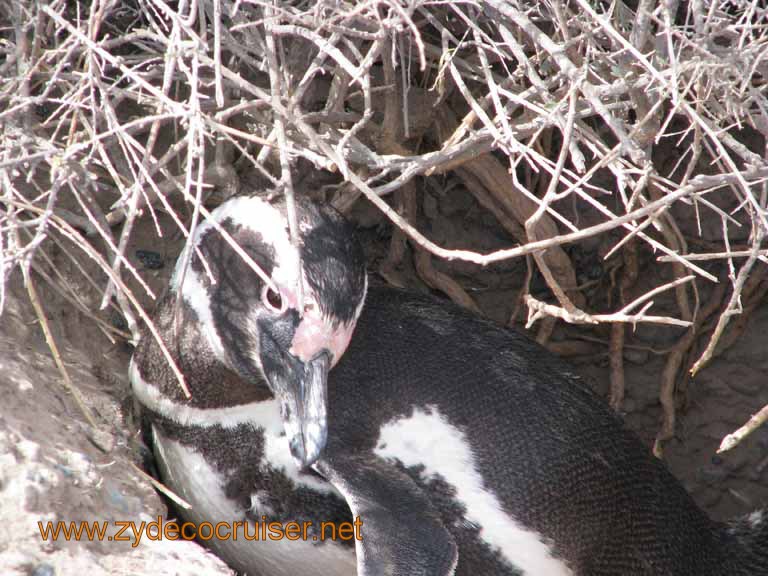 079: Carnival Splendor, Puerto Madryn, Penguins Paradise, Punta Tombo Tour - Magellanic penguin