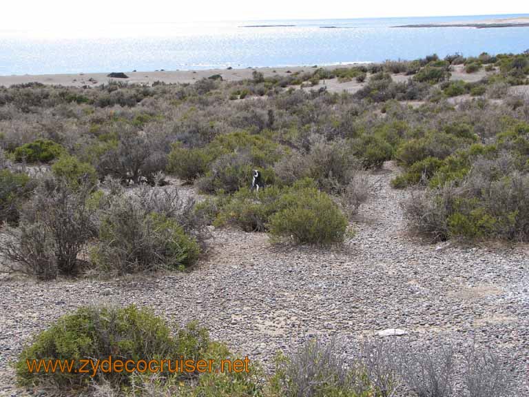 082: Carnival Splendor, Puerto Madryn, Penguins Paradise, Punta Tombo Tour - 