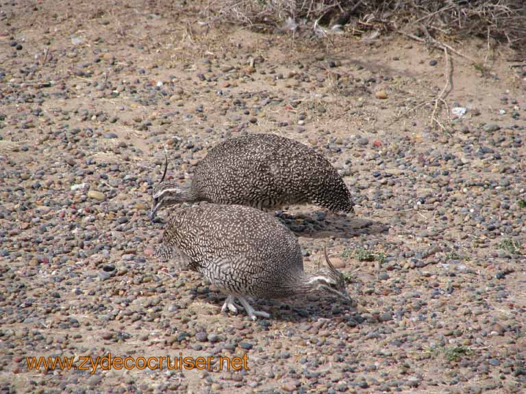 087: Carnival Splendor, Puerto Madryn, Penguins Paradise, Punta Tombo Tour - Martineta - Elegant-Crested Tinamou