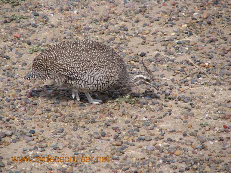 088: Carnival Splendor, Puerto Madryn, Penguins Paradise, Punta Tombo Tour - Martineta - Elegant-Crested Tinamou