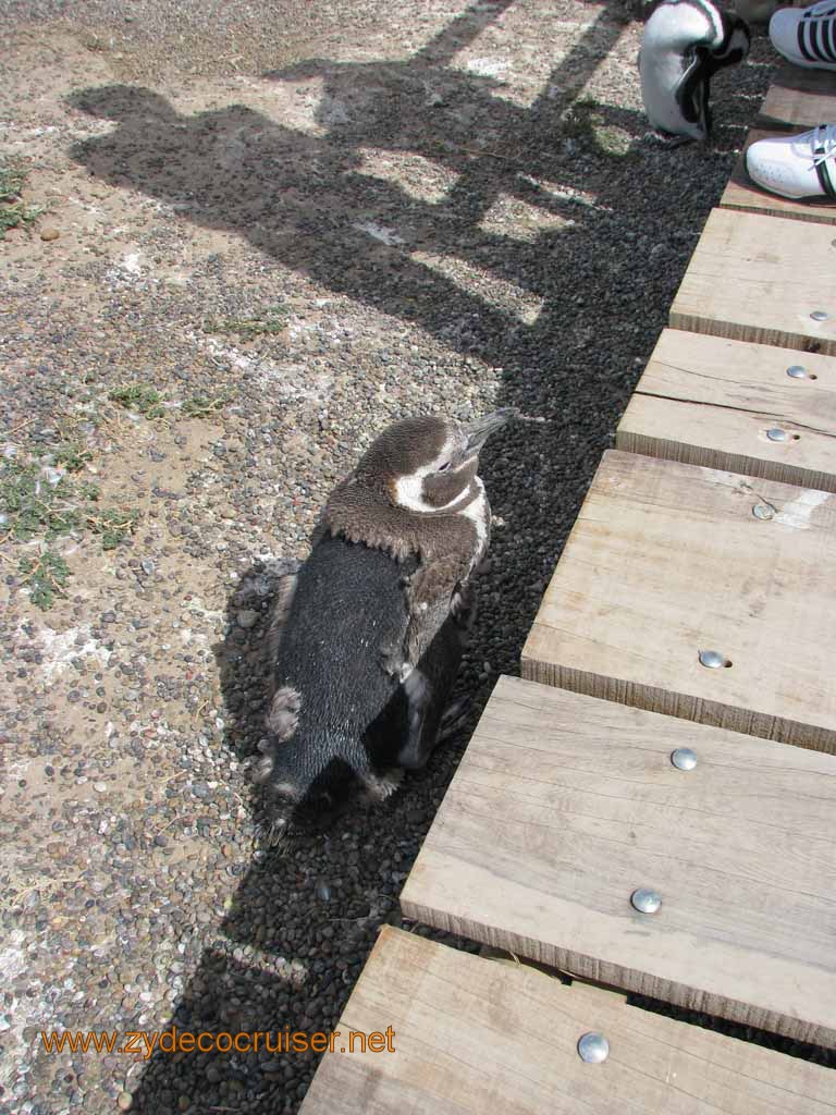 097: Carnival Splendor, Puerto Madryn, Penguins Paradise, Punta Tombo Tour - Magellanic penguin