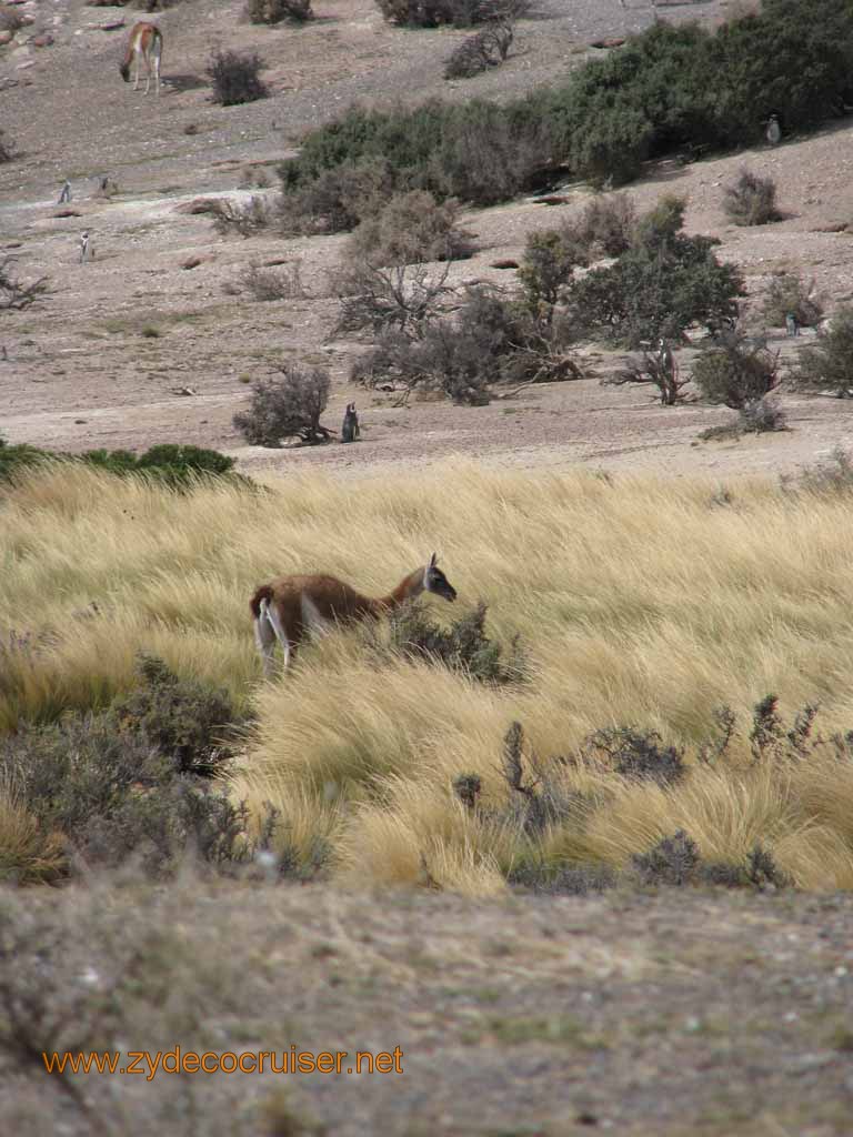 103: Carnival Splendor, Puerto Madryn, Penguins Paradise, Punta Tombo Tour - Guanaco