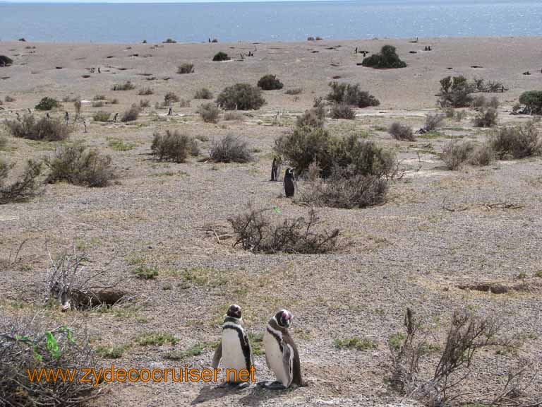 108: Carnival Splendor, Puerto Madryn, Penguins Paradise, Punta Tombo Tour - Magellanic penguins