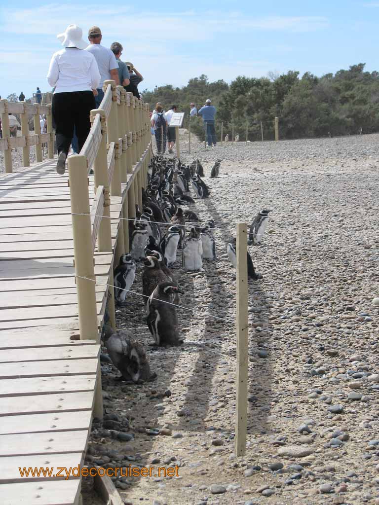 115: Carnival Splendor, Puerto Madryn, Penguins Paradise, Punta Tombo Tour - Magellanic penguins