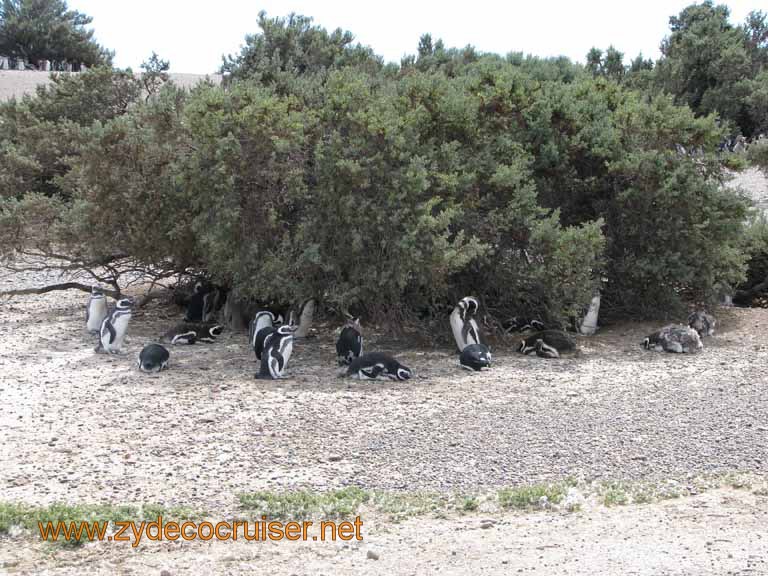 117: Carnival Splendor, Puerto Madryn, Penguins Paradise, Punta Tombo Tour - Magellanic penguins