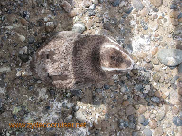 118: Carnival Splendor, Puerto Madryn, Penguins Paradise, Punta Tombo Tour - Magellanic penguin