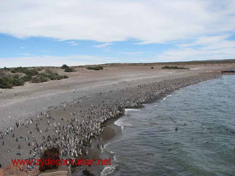 147: Carnival Splendor, Puerto Madryn, Penguins Paradise, Punta Tombo Tour - Magellanic penguins