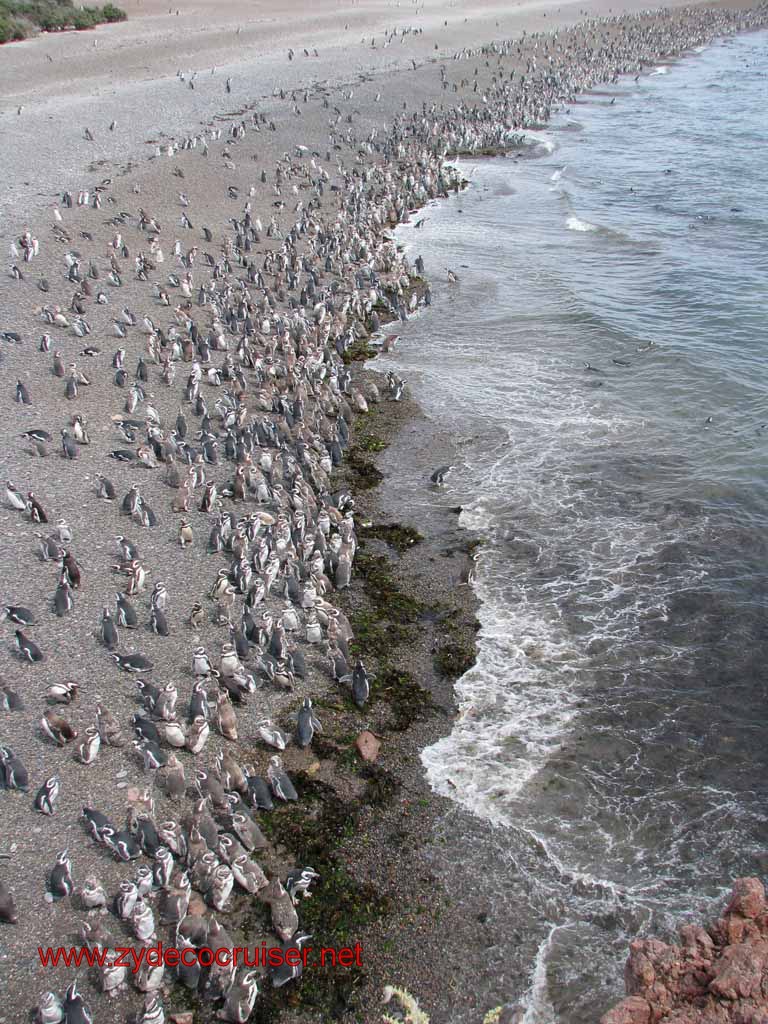 151: Carnival Splendor, Puerto Madryn, Penguins Paradise, Punta Tombo Tour - Magellanic penguins