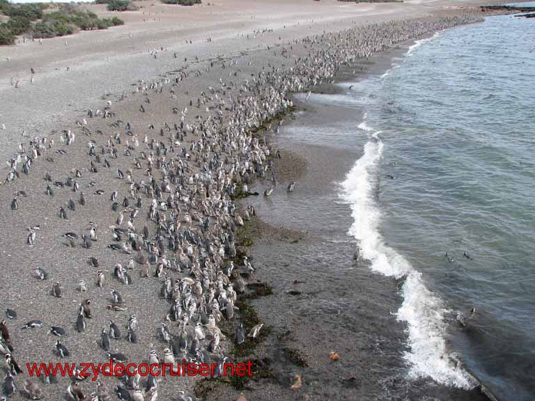 153: Carnival Splendor, Puerto Madryn, Penguins Paradise, Punta Tombo Tour - Magellanic penguins