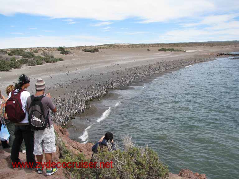 155: Carnival Splendor, Puerto Madryn, Penguins Paradise, Punta Tombo Tour - Magellanic penguins