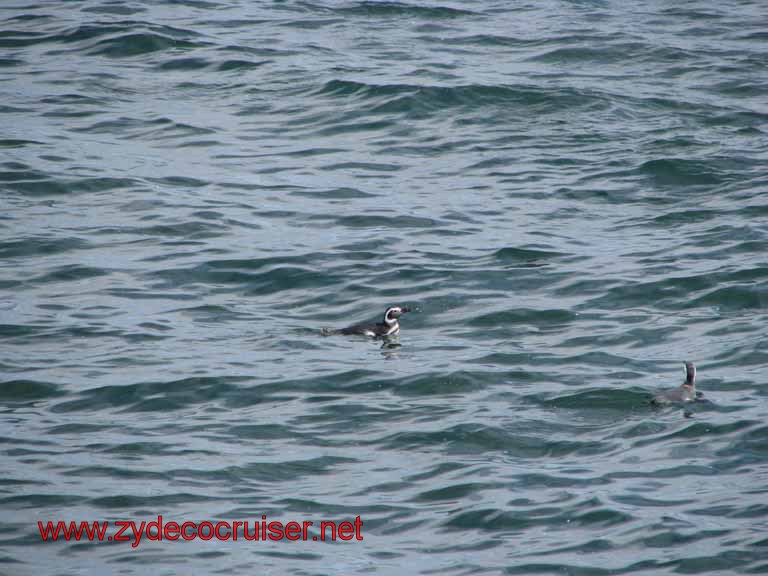 159: Carnival Splendor, Puerto Madryn, Penguins Paradise, Punta Tombo Tour - Magellanic penguins