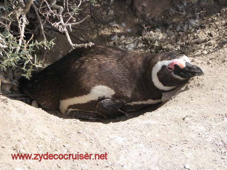 192: Carnival Splendor, Puerto Madryn, Penguins Paradise, Punta Tombo Tour - Magellanic penguin