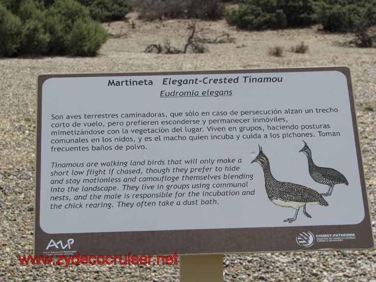 203: Carnival Splendor, Puerto Madryn, Penguins Paradise, Punta Tombo Tour - Martineta - Elegant-Crsted Tinamou