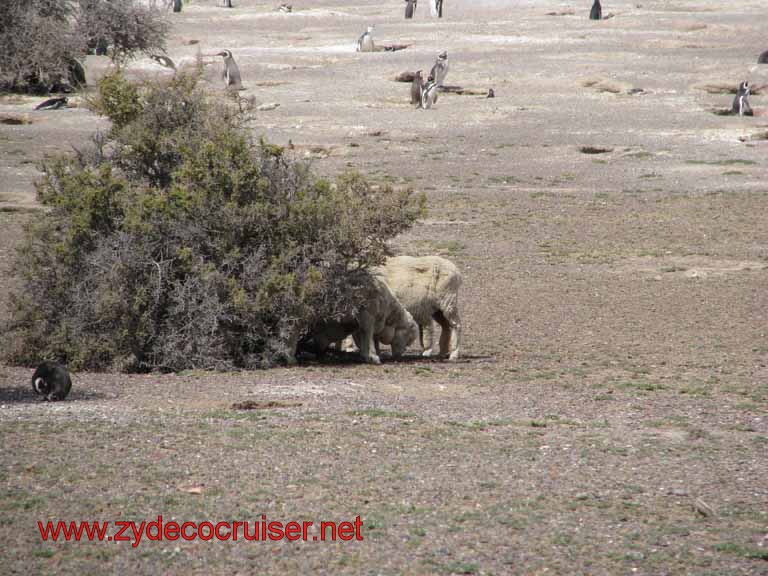 205: Carnival Splendor, Puerto Madryn, Penguins Paradise, Punta Tombo Tour - sheep