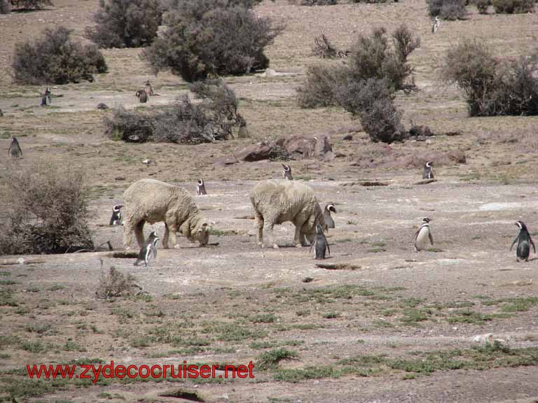 212: Carnival Splendor, Puerto Madryn, Penguins Paradise, Punta Tombo Tour - Sheep