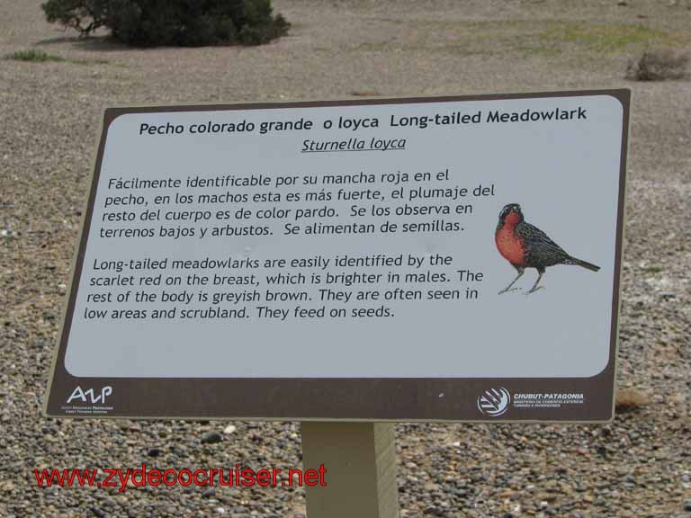 217: Carnival Splendor, Puerto Madryn, Penguins Paradise, Punta Tombo Tour - 