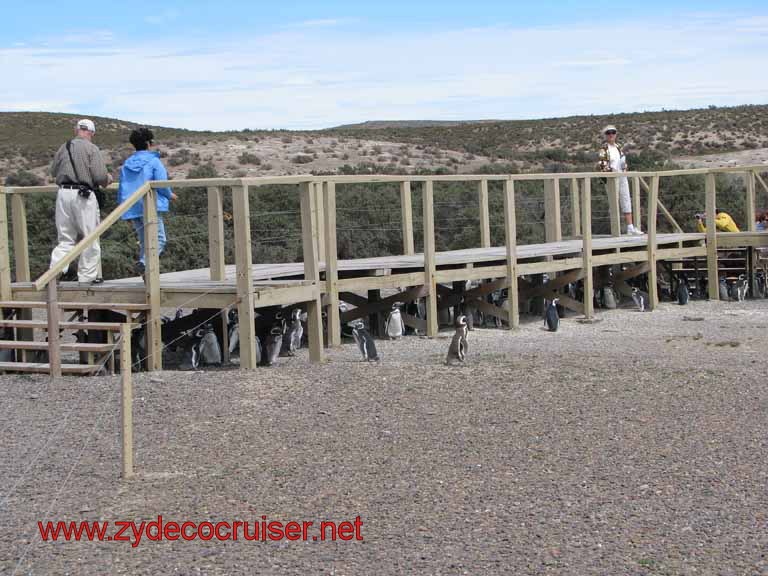 222: Carnival Splendor, Puerto Madryn, Penguins Paradise, Punta Tombo Tour - Overpass