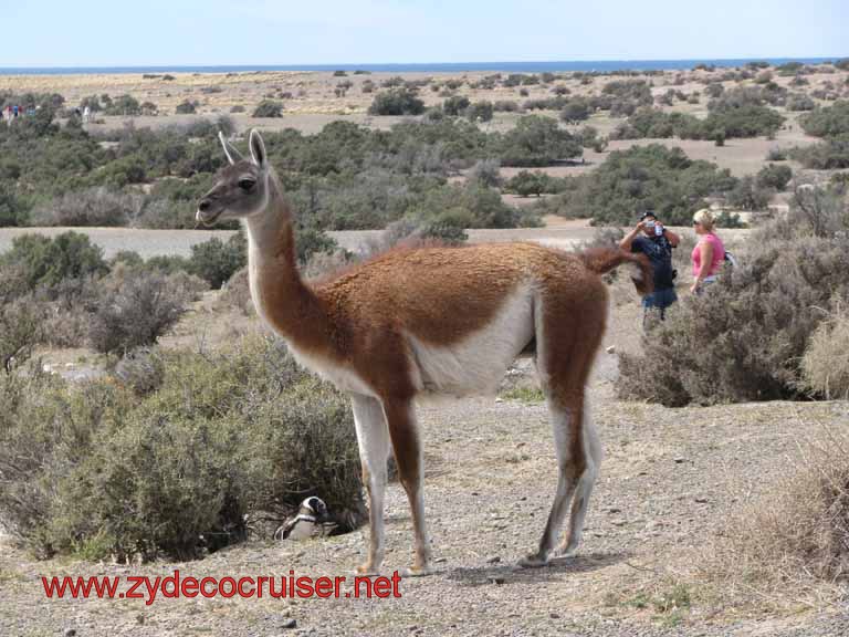 229: Carnival Splendor, Puerto Madryn, Penguins Paradise, Punta Tombo Tour - Guanaco