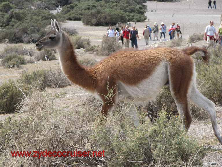 230: Carnival Splendor, Puerto Madryn, Penguins Paradise, Punta Tombo Tour - Guanaco