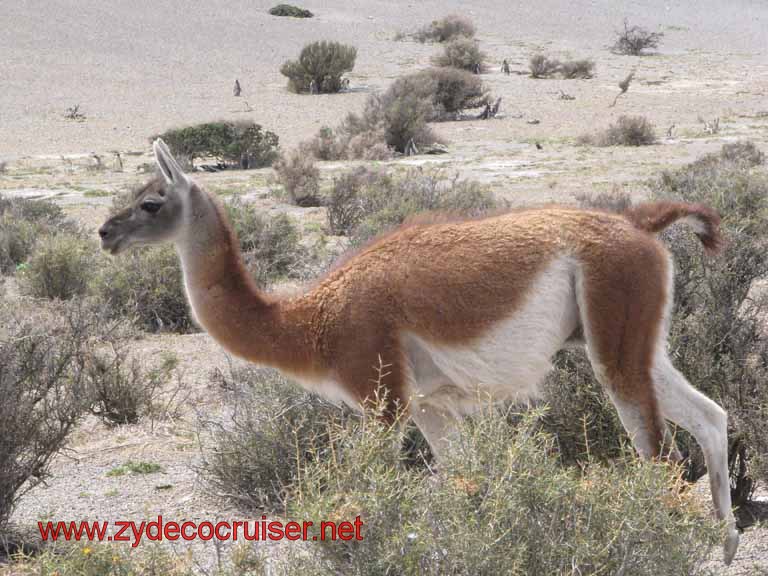 231: Carnival Splendor, Puerto Madryn, Penguins Paradise, Punta Tombo Tour - Guanaco